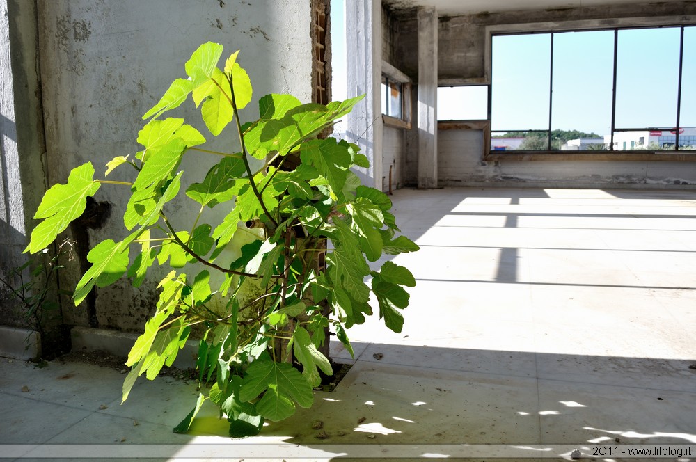Pharmaceutical plant