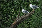 Fiume Tevere - Roma