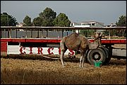 05DSC_4666