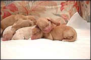 Ginetta e i suoi piccoli