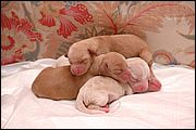 Ginetta e i suoi piccoli