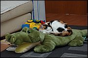 06DSC_0363