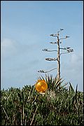 06DSC_6534