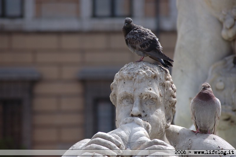 Piazza Navona - Roma - Pietromassimo Pasqui 2006