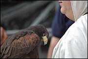 Falconiere presente per la Corsa alla Spada - Camerino (MC)