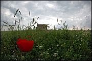 Vulci