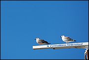 Fiumicino (RM)