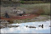 Budoni - Sardegna