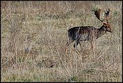 Oasi WWF di Macchiagrande (Fregene RM) - Daini