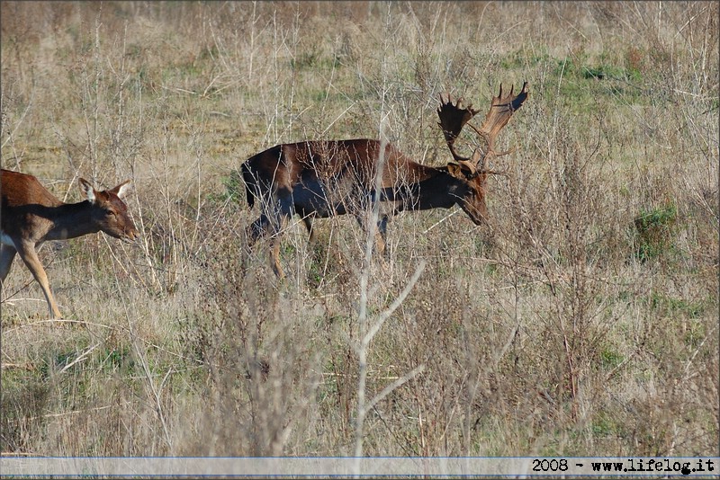 Oasi WWF di Macchiagrande (Fregene RM) - Daini - Pietromassimo Pasqui 2008