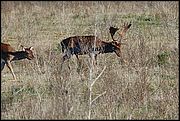 Oasi WWF di Macchiagrande (Fregene RM) - Daini