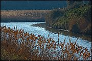 Oasi WWF di Macchiagrande (Fregene RM)