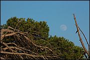 Oasi WWF di Macchiagrande (Fregene RM)