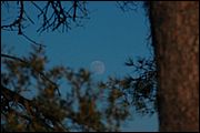 Oasi WWF di Macchiagrande (Fregene RM)