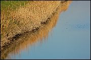 Oasi WWF di Macchiagrande (Fregene RM)