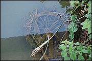 Wheel in the water