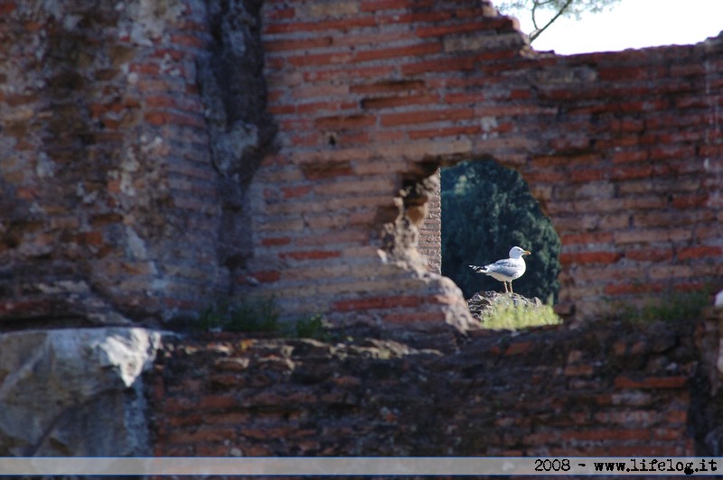 Terme di Caracalla - Roma - Pietromassimo Pasqui 2008