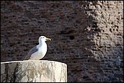 Terme di Caracalla - Roma