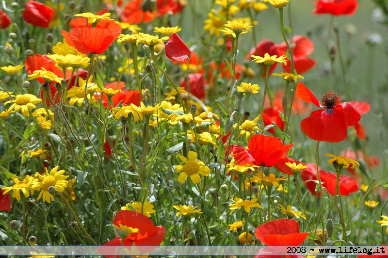 Poppy fields - Pietromassimo Pasqui 2008