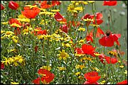 Poppy fields