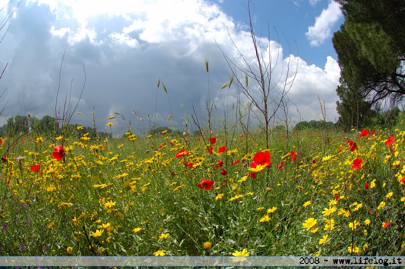 Poppy fields - Pietromassimo Pasqui 2008