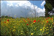 Poppy fields