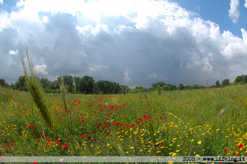 Poppy fields - Pietromassimo Pasqui 2008