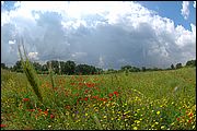 Poppy fields
