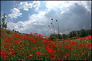 Poppy fields