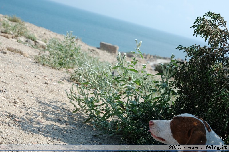 Rovine di Tharros - Cabras (OR) - Pietromassimo Pasqui 2008