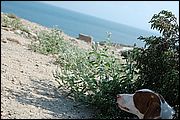 Rovine di Tharros - Cabras (OR)