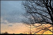 Birds - Via Tiburtina Roma