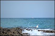 Gabbiano