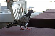 Piccione al ristorante - Trani (BA)