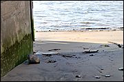 Thames - London UK