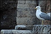 Fori imperiali - Roma